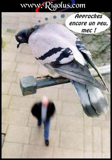 on se doute de ce qui va lui arriver.....  mdrrrrrrr  !!!!